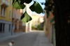 DSCF2250