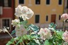DSCF0196