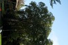 DSCF2239