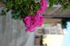 DSCF2253