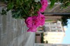 DSCF2254