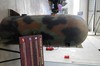 DSCF4946